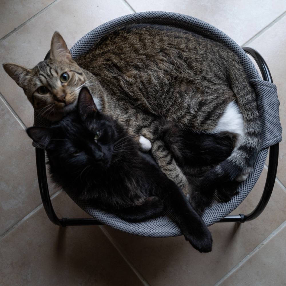 Cat Bed - Pink