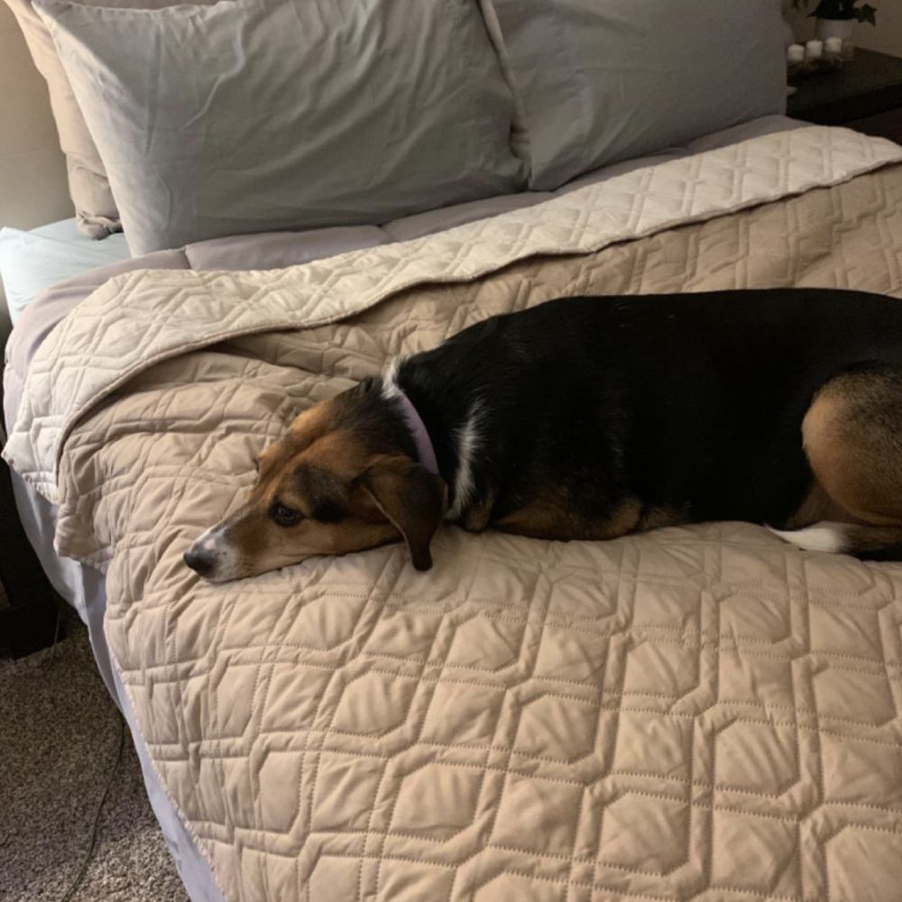Waterproof Pet Dog Blanket - Sand And Stone Blue: image 3
