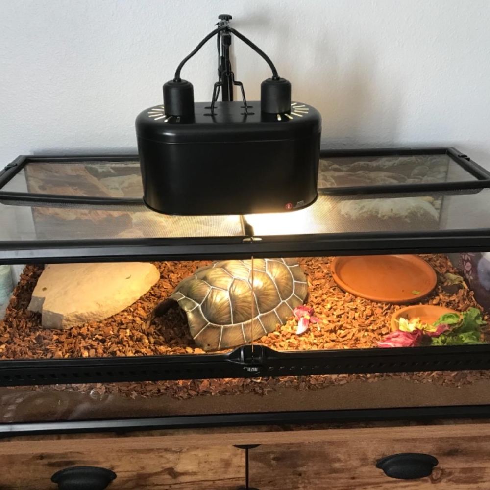 Reptile Light